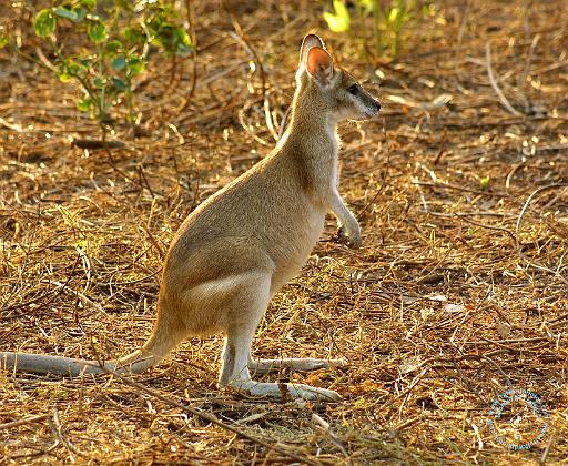 Kangaroo 9L19D-05.JPG